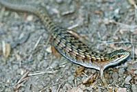 California Alligator Lizard