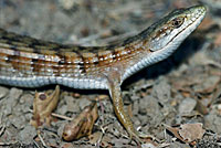 California Alligator Lizard