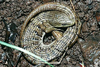 California Alligator Lizard