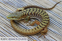 California Alligator Lizard