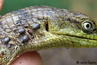 lizard with ticks