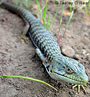 California Striped Racer