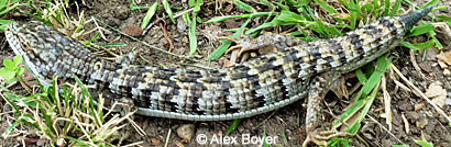 lizard with ticks