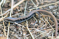 California Alligator Lizard