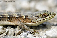 California Striped Racer