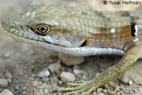 Oregon Alligator Lizard