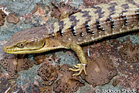 California Alligator Lizard