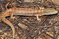 California Alligator Lizard