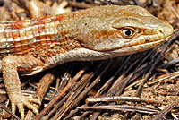 California Alligator Lizard