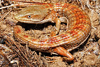 California Alligator Lizard