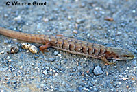 San Francisco Alligator Lizard