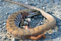 San Francisco Alligator Lizard