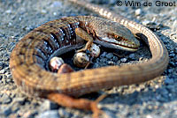 San Francisco Alligator Lizard