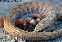 San Francisco Alligator Lizard