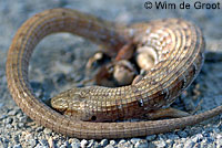 San Francisco Alligator Lizard