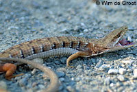 San Francisco Alligator Lizard