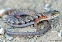 California Striped Racer