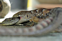 California Alligator Lizard