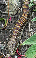 California Alligator Lizard