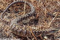 California Alligator Lizard