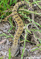 California Alligator Lizard