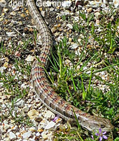 California Alligator Lizard