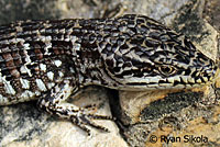 California Alligator Lizard