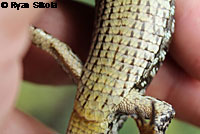 California Alligator Lizard