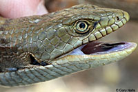 California Alligator Lizard