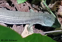 California Alligator Lizard