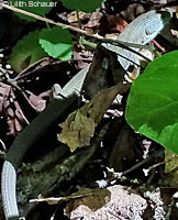 California Alligator Lizard