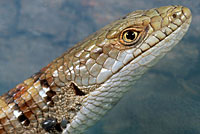 California Alligator Lizard