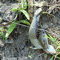 California Alligator Lizards