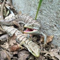 San Francisco Alligator Lizard