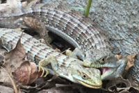 San Francisco Alligator Lizard