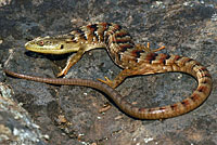 California Alligator Lizard