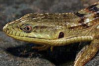 California Alligator Lizard