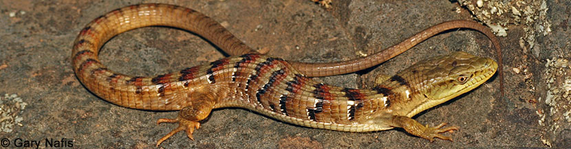 California Alligator Lizard