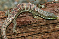 California Alligator Lizard