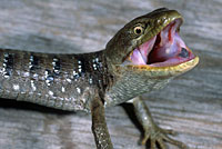 Oregon Alligator Lizard