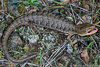 Oregon Alligator Lizard