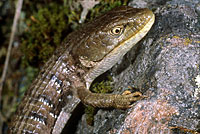 Oregon Alligator Lizard