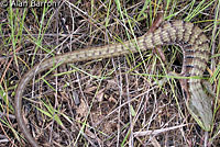 Oregon Alligator Lizard