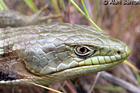 Oregon Alligator Lizard