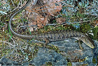 Oregon Alligator Lizard