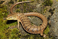 Oregon Alligator Lizard