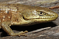 Oregon Alligator Lizard