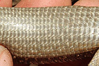 Oregon Alligator Lizard