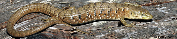 Oregon Alligator Lizard