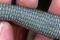 Oregon Alligator Lizard